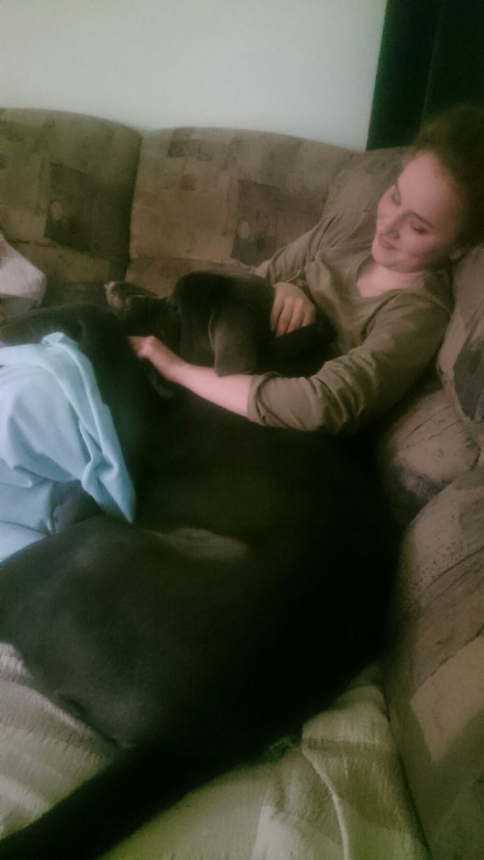 Post Pictures Of LARGE Dogs That Still Think They’re Lap Dogs Post Pictures Of LARGE Dogs That Still Think They’re Lap Dogs