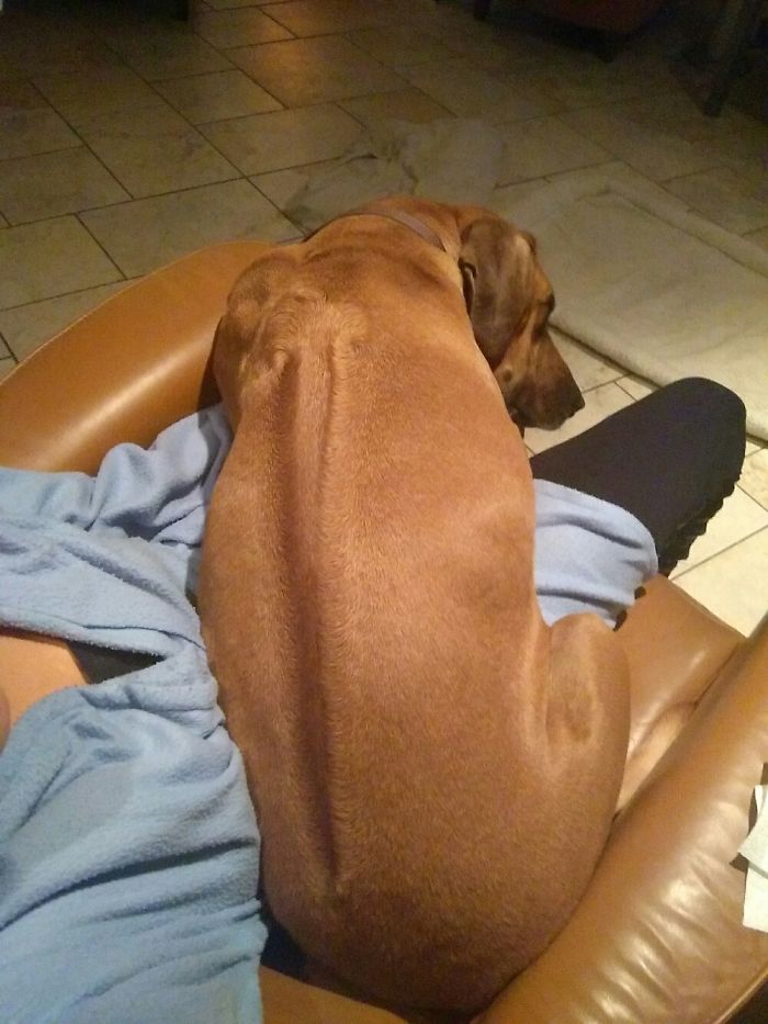 Post Pictures Of LARGE Dogs That Still Think They’re Lap Dogs Post Pictures Of LARGE Dogs That Still Think They’re Lap Dogs