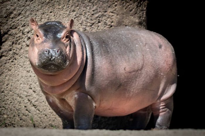 Fiona The Hippo Playing In The Water Will Make Your Day In Just 81 Seconds Fiona The Hippo Playing In The Water Will Make Your Day In Just 81 Seconds