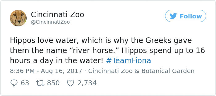 Fiona The Hippo Playing In The Water Will Make Your Day In Just 81 Seconds Fiona The Hippo Playing In The Water Will Make Your Day In Just 81 Seconds