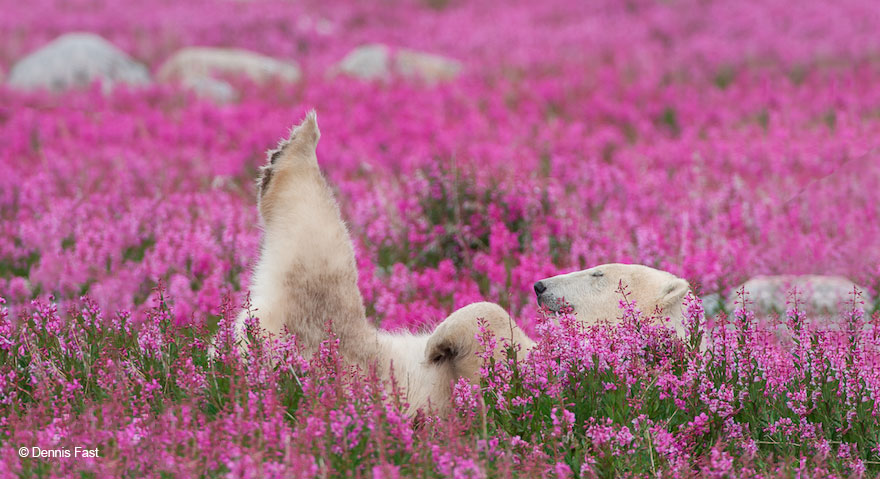 Canadian Photographer Captures Polar Bears Playing In Flower Fields Canadian Photographer Captures Polar Bears Playing In Flower Fields