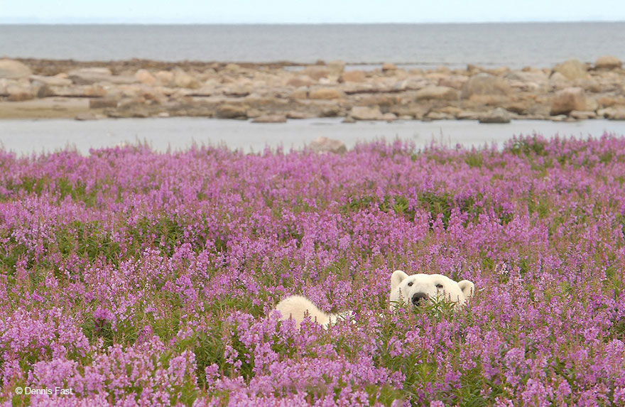 Canadian Photographer Captures Polar Bears Playing In Flower Fields Canadian Photographer Captures Polar Bears Playing In Flower Fields