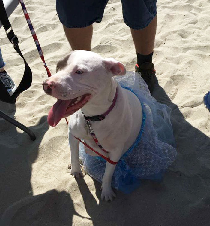 Pregnant Doggo Gets Her Very Own Baby Shower, And Twitter Just Can’t Handle It Pregnant Doggo Gets Her Very Own Baby Shower, And Twitter Just Can’t Handle It