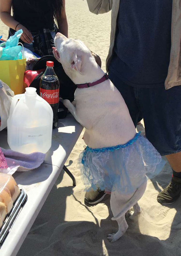 Pregnant Doggo Gets Her Very Own Baby Shower, And Twitter Just Can’t Handle It Pregnant Doggo Gets Her Very Own Baby Shower, And Twitter Just Can’t Handle It