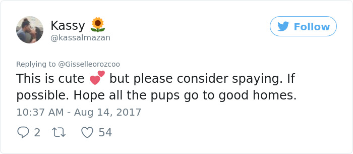 Pregnant Doggo Gets Her Very Own Baby Shower, And Twitter Just Can’t Handle It Pregnant Doggo Gets Her Very Own Baby Shower, And Twitter Just Can’t Handle It