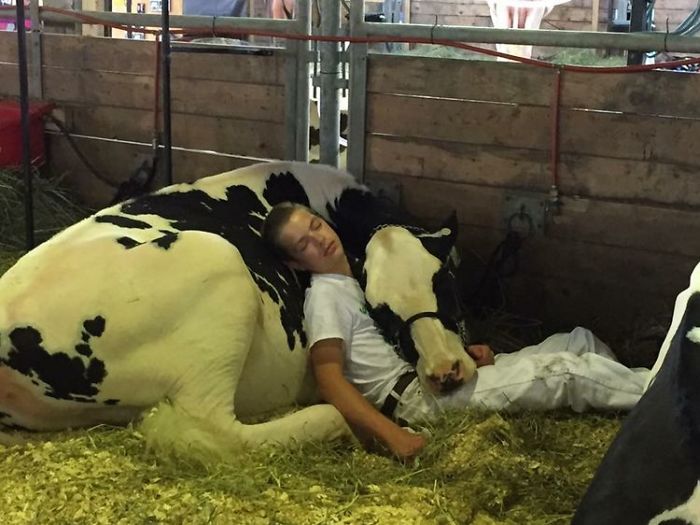 Tired Boy And His Cow Lose Out At Dairy Fair, Fall Asleep And Win The Internet
