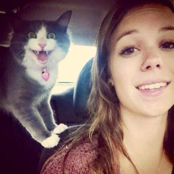 68 Times Cats Didn’t Want To Be In Your Stupid Selfies And The Result Was Hilarious 68 Times Cats Didn’t Want To Be In Your Stupid Selfies And The Result Was Hilarious