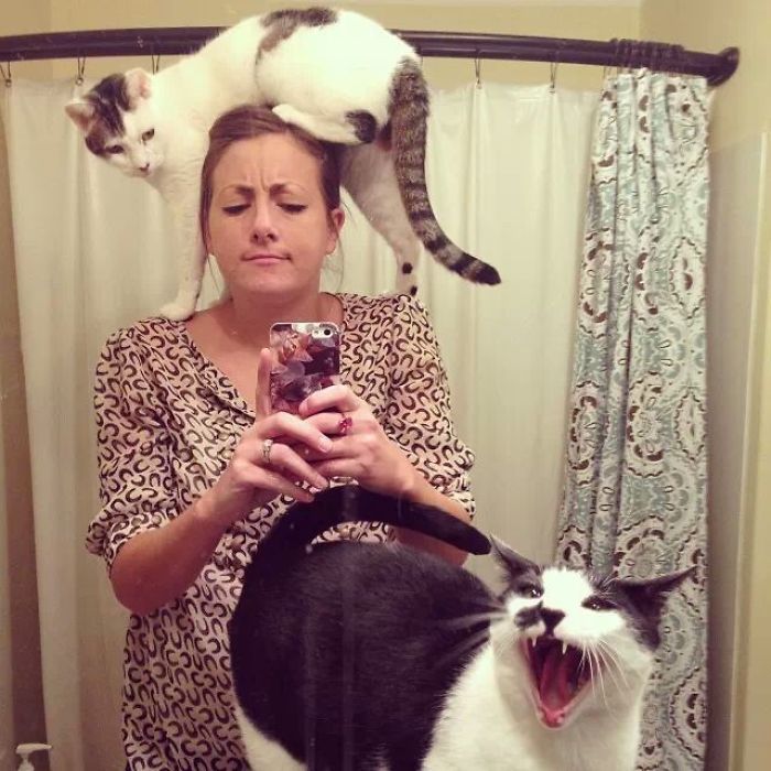 68 Times Cats Didn’t Want To Be In Your Stupid Selfies And The Result Was Hilarious 68 Times Cats Didn’t Want To Be In Your Stupid Selfies And The Result Was Hilarious