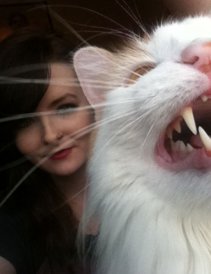 68 Times Cats Didn’t Want To Be In Your Stupid Selfies And The Result Was Hilarious 68 Times Cats Didn’t Want To Be In Your Stupid Selfies And The Result Was Hilarious