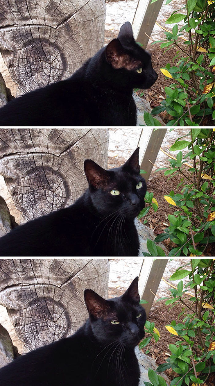 68 Times Cats Didn’t Want To Be In Your Stupid Selfies And The Result Was Hilarious 68 Times Cats Didn’t Want To Be In Your Stupid Selfies And The Result Was Hilarious