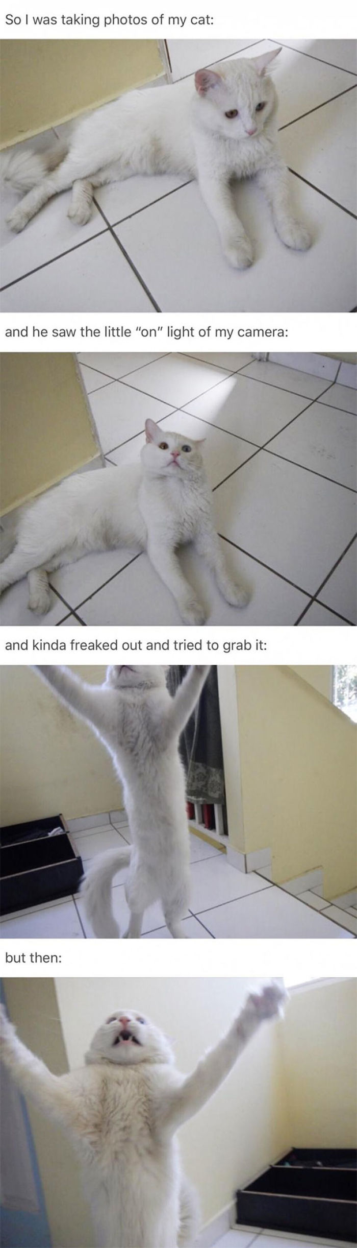 68 Times Cats Didn’t Want To Be In Your Stupid Selfies And The Result Was Hilarious 68 Times Cats Didn’t Want To Be In Your Stupid Selfies And The Result Was Hilarious