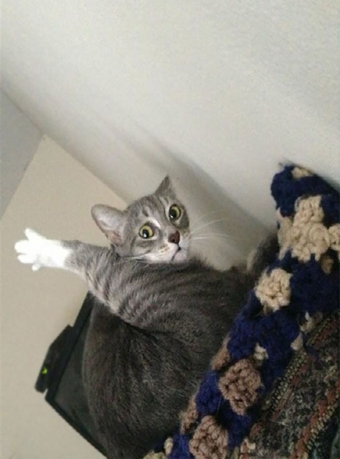 68 Times Cats Didn’t Want To Be In Your Stupid Selfies And The Result Was Hilarious 68 Times Cats Didn’t Want To Be In Your Stupid Selfies And The Result Was Hilarious