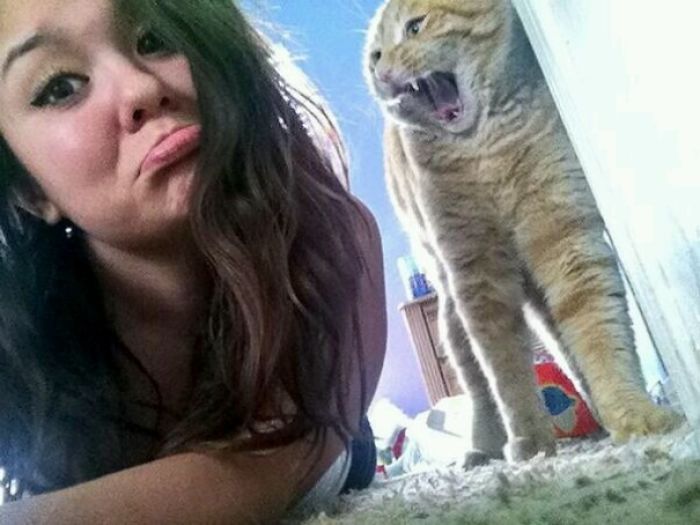 68 Times Cats Didn’t Want To Be In Your Stupid Selfies And The Result Was Hilarious 68 Times Cats Didn’t Want To Be In Your Stupid Selfies And The Result Was Hilarious
