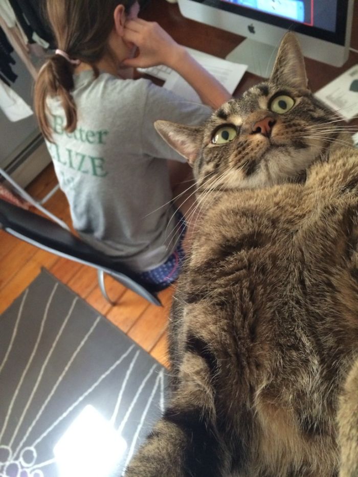 68 Times Cats Didn’t Want To Be In Your Stupid Selfies And The Result Was Hilarious 68 Times Cats Didn’t Want To Be In Your Stupid Selfies And The Result Was Hilarious