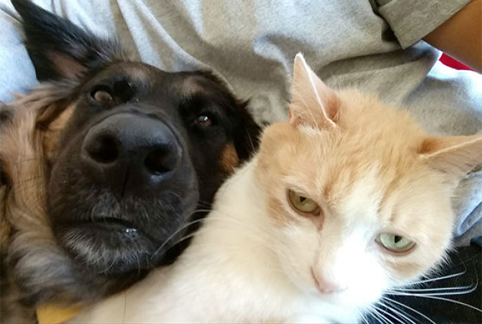 68 Times Cats Didn’t Want To Be In Your Stupid Selfies And The Result Was Hilarious 68 Times Cats Didn’t Want To Be In Your Stupid Selfies And The Result Was Hilarious
