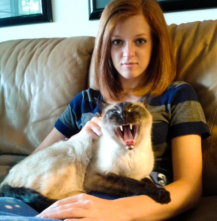 68 Times Cats Didn’t Want To Be In Your Stupid Selfies And The Result Was Hilarious 68 Times Cats Didn’t Want To Be In Your Stupid Selfies And The Result Was Hilarious