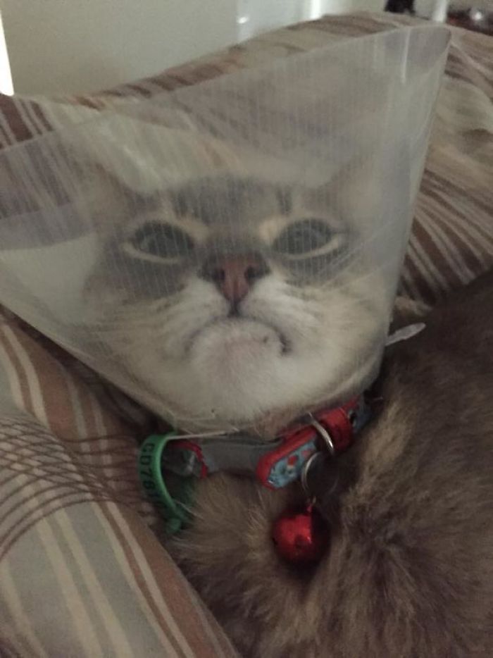 68 Times Cats Didn’t Want To Be In Your Stupid Selfies And The Result Was Hilarious 68 Times Cats Didn’t Want To Be In Your Stupid Selfies And The Result Was Hilarious