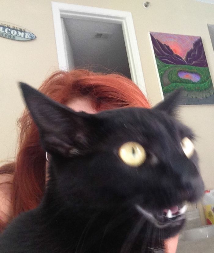 68 Times Cats Didn’t Want To Be In Your Stupid Selfies And The Result Was Hilarious 68 Times Cats Didn’t Want To Be In Your Stupid Selfies And The Result Was Hilarious