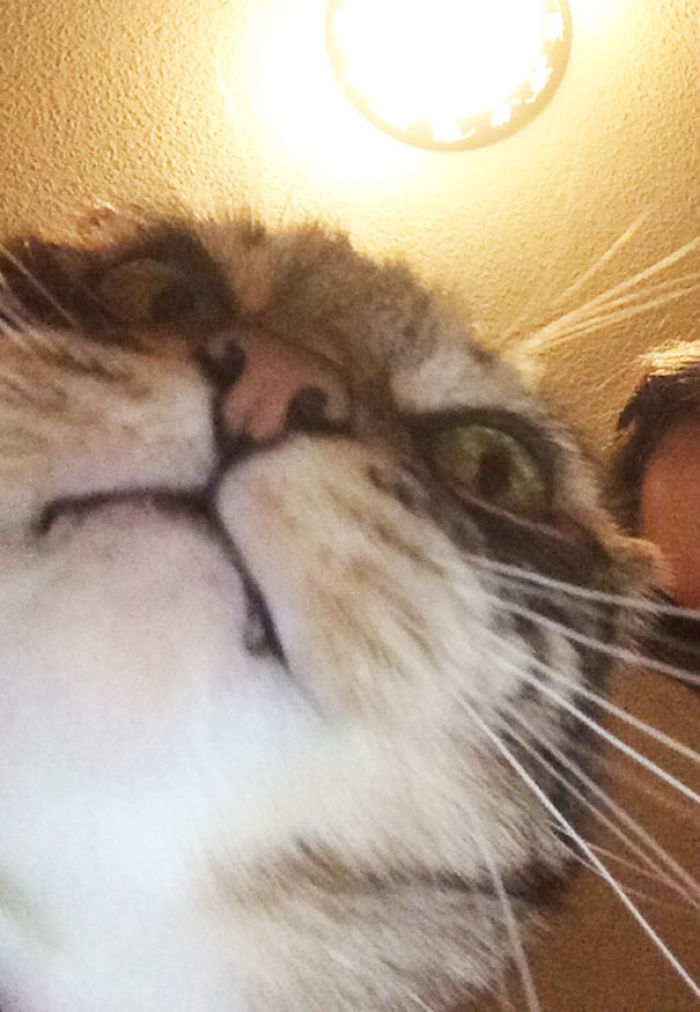 68 Times Cats Didn’t Want To Be In Your Stupid Selfies And The Result Was Hilarious 68 Times Cats Didn’t Want To Be In Your Stupid Selfies And The Result Was Hilarious