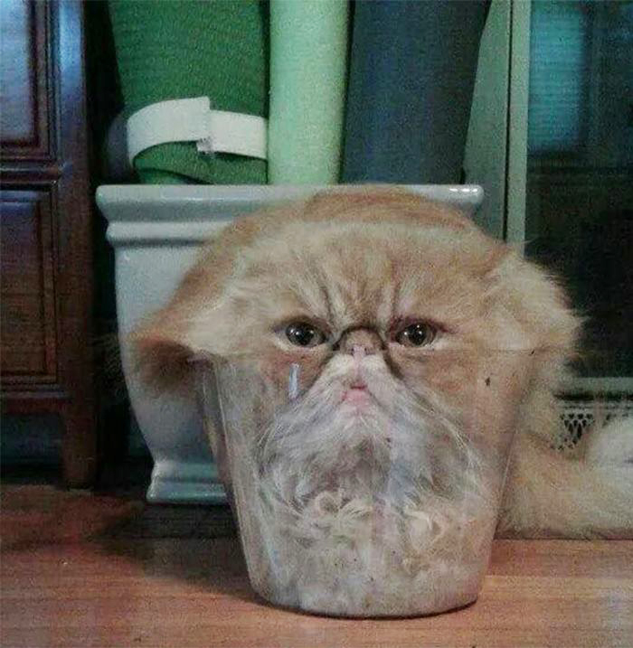 50 Times Cats Said If It Fits 50 Times Cats Said If It Fits