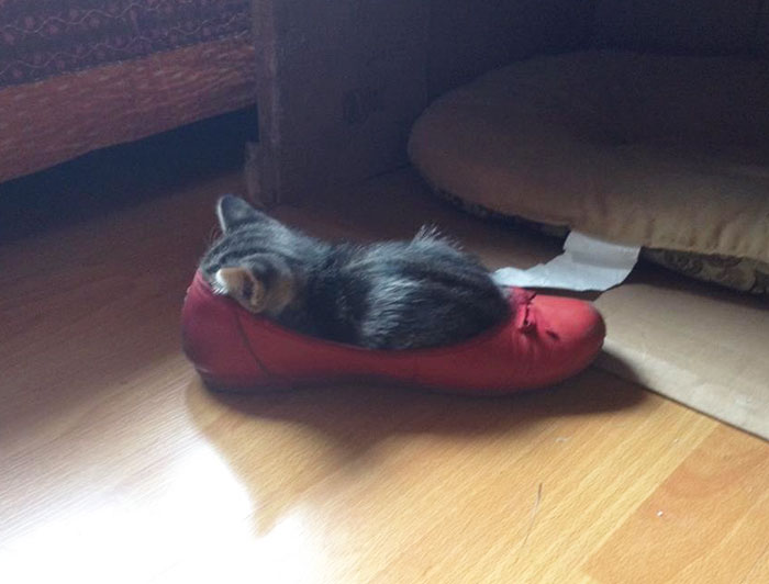 50 Times Cats Said If It Fits 50 Times Cats Said If It Fits