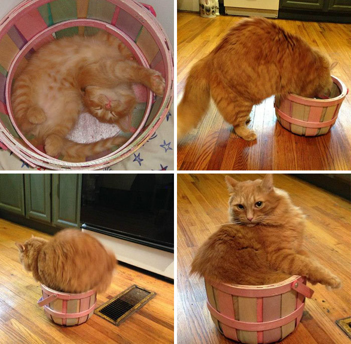 50 Times Cats Said If It Fits 50 Times Cats Said If It Fits