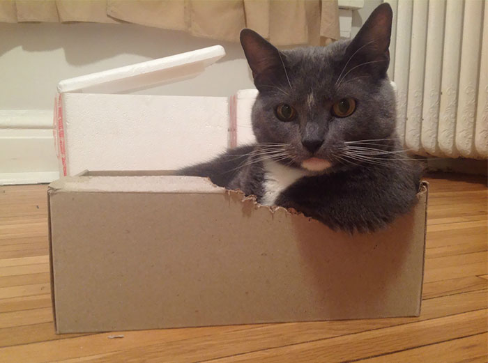 50 Times Cats Said If It Fits 50 Times Cats Said If It Fits