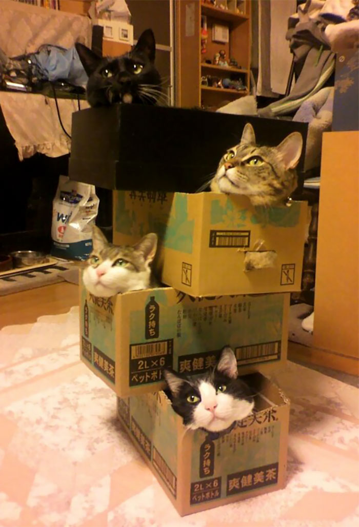 50 Times Cats Said If It Fits 50 Times Cats Said If It Fits