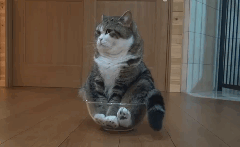 50 Times Cats Said If It Fits 50 Times Cats Said If It Fits