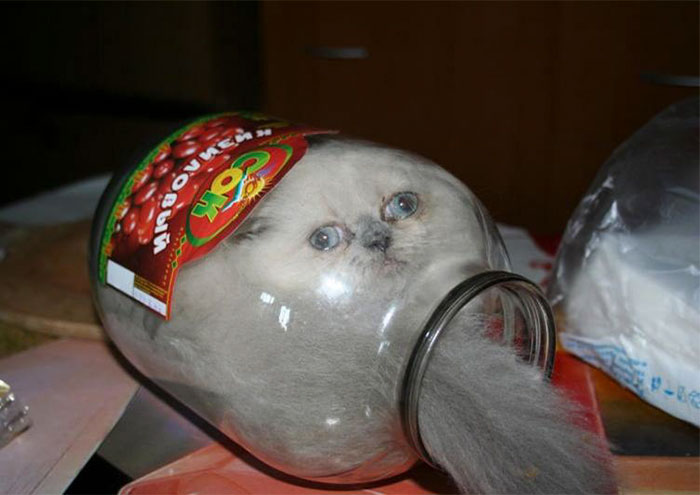 50 Times Cats Said If It Fits 50 Times Cats Said If It Fits