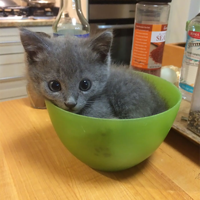 50 Times Cats Said If It Fits 50 Times Cats Said If It Fits