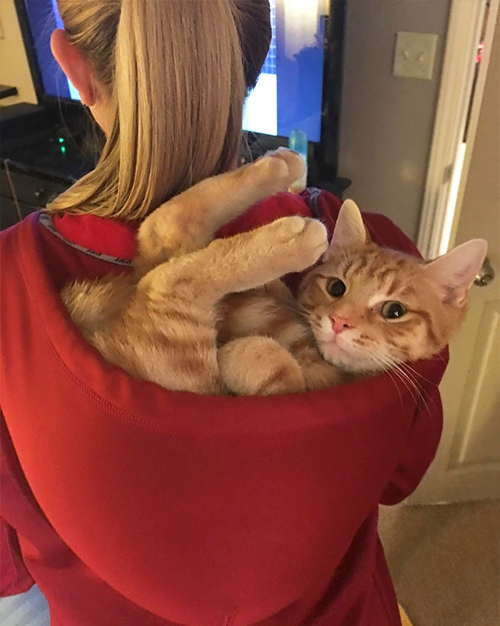 50 Times Cats Said If It Fits 50 Times Cats Said If It Fits