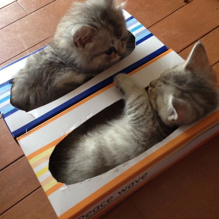 50 Times Cats Said If It Fits 50 Times Cats Said If It Fits