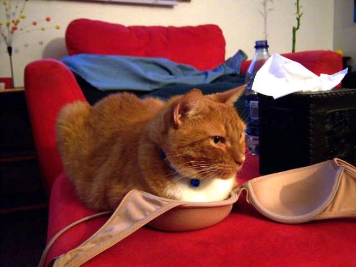 50 Times Cats Said If It Fits 50 Times Cats Said If It Fits