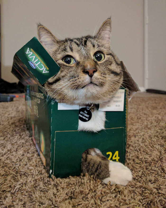 50 Times Cats Said If It Fits 50 Times Cats Said If It Fits