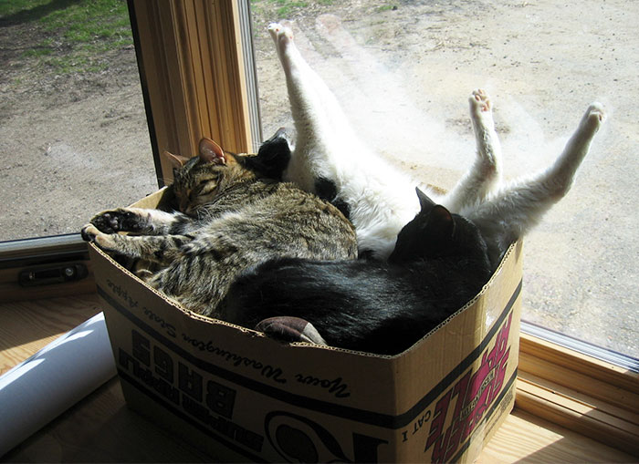 50 Times Cats Said If It Fits 50 Times Cats Said If It Fits