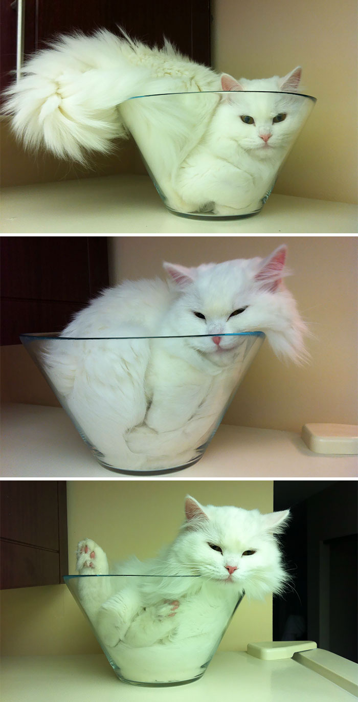 50 Times Cats Said If It Fits 50 Times Cats Said If It Fits