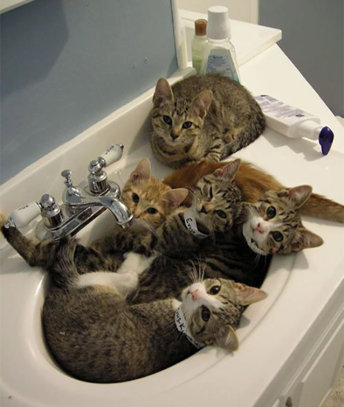 50 Times Cats Said If It Fits 50 Times Cats Said If It Fits