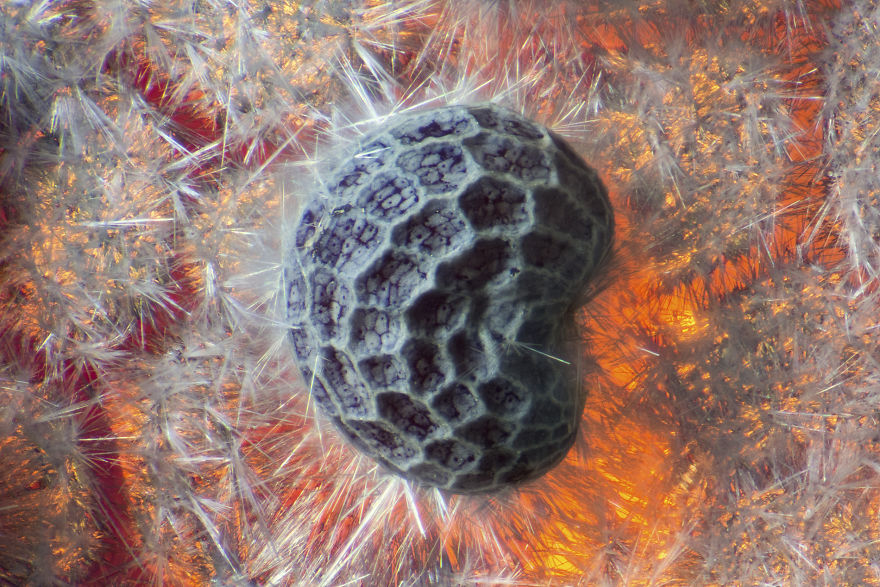 I’ve Spent The Past Year Photographing Crystalized Substances Through My Microscope I’ve Spent The Past Year Photographing Crystalized Substances Through My Microscope