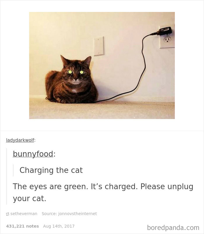 136 Cat Posts On Tumblr That Are Impossible Not To Laugh At