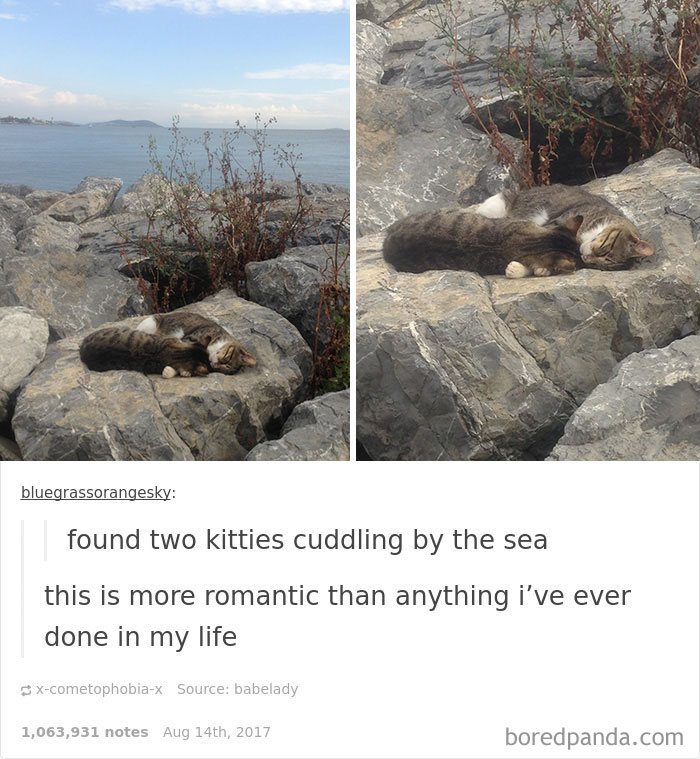 136 Cat Posts On Tumblr That Are Impossible Not To Laugh At