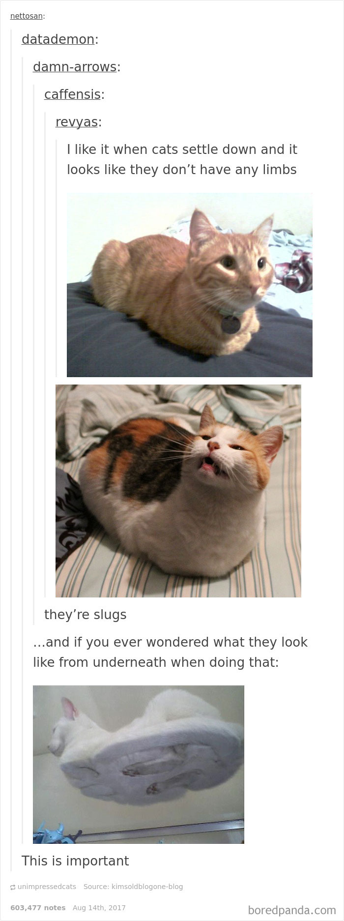 136 Cat Posts On Tumblr That Are Impossible Not To Laugh At