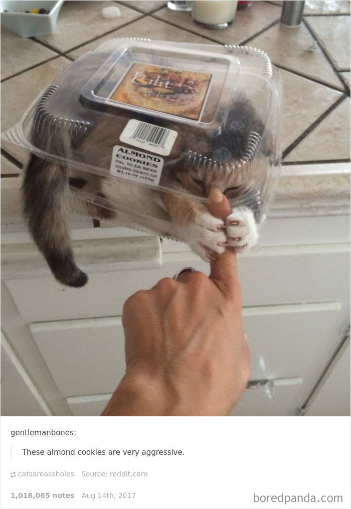 136 Cat Posts On Tumblr That Are Impossible Not To Laugh At