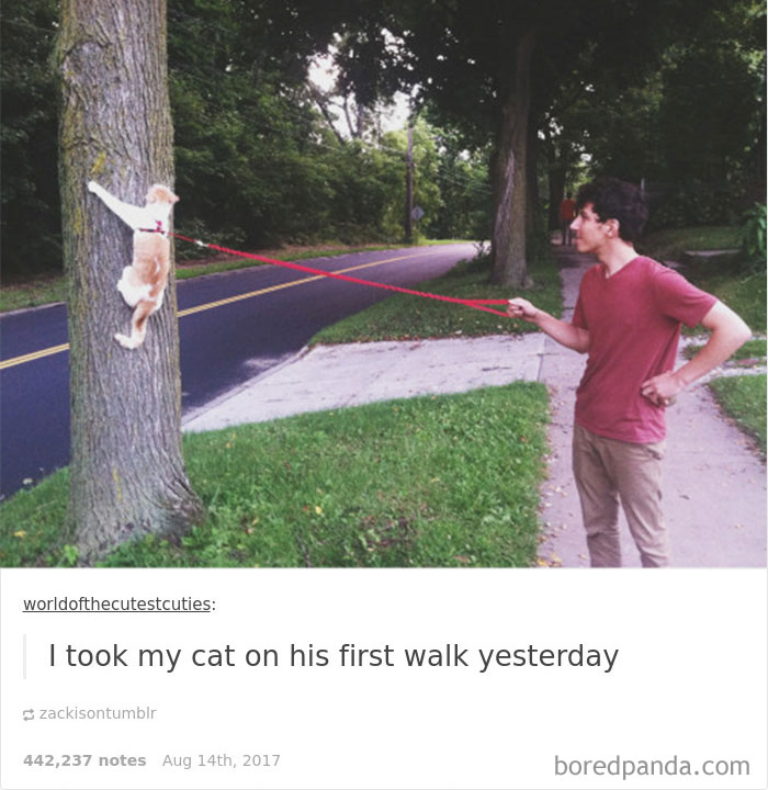 136 Cat Posts On Tumblr That Are Impossible Not To Laugh At