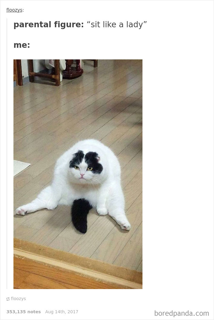 136 Cat Posts On Tumblr That Are Impossible Not To Laugh At