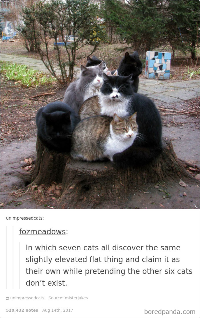 136 Cat Posts On Tumblr That Are Impossible Not To Laugh At
