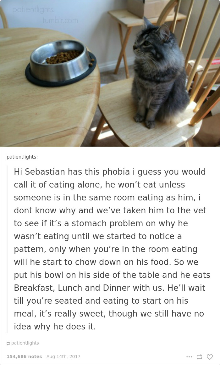 136 Cat Posts On Tumblr That Are Impossible Not To Laugh At