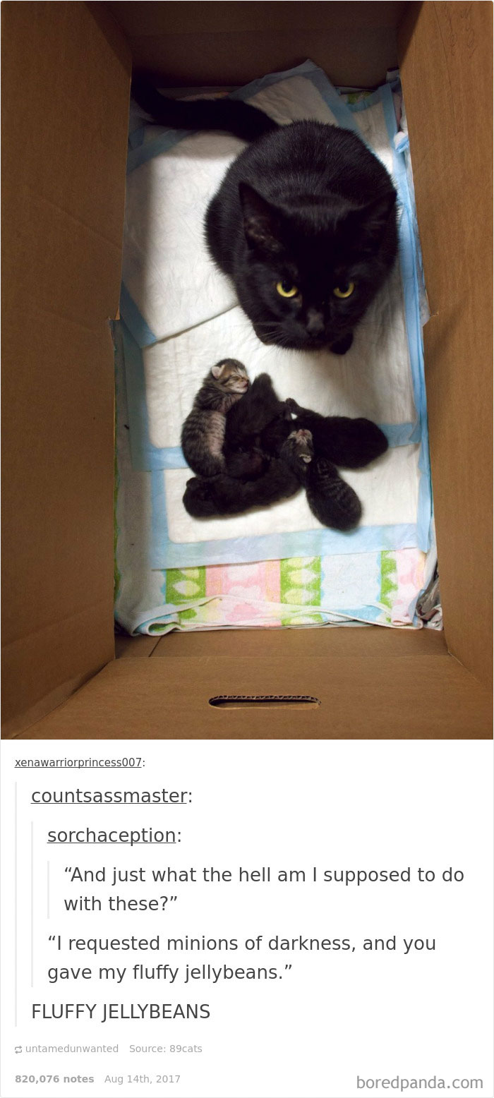 136 Cat Posts On Tumblr That Are Impossible Not To Laugh At