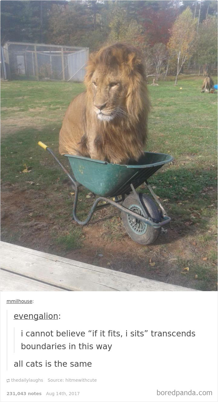 136 Cat Posts On Tumblr That Are Impossible Not To Laugh At