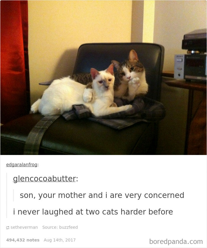 136 Cat Posts On Tumblr That Are Impossible Not To Laugh At
